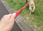 犬の散歩 イメージ